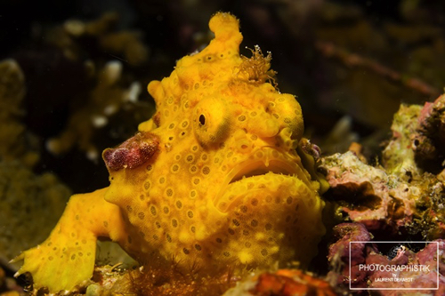 2012 PHILIPPINES - Moalboal
Frog Fish 2012 PHILIPPINES - Moalboal
Frog Fish